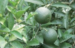 <b>�׿���ֲһ������200�򣬿�ҩ���ֳ�����ͷ����</b>