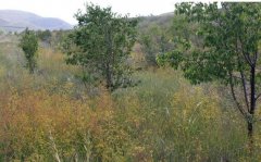 ��Ұ����ҩ����ֲ������һƬ����أ�