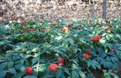 <b>��һ�����߾�Ҫ�ٵȶ���ʮ�ꣿ����Ѭ�����������������������ޣ�</b>