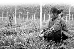 <b>������������ѹ�Ӣ��һ��˫��Ч��ã�</b>