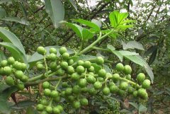 <b>���ûķ�������ֲ��Ҷ�໨������ũ����ƶ����</b>