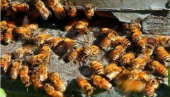 �����������Ʒַ��ȣ����ƺ�Ԥ���ַ��ȵľ��巽������