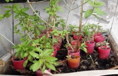 <b>�������ô��ֳ�ģ���轵ķ�ֳ����</b>