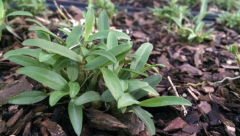 ��ɽʯ���߲����༼��Ҫ��