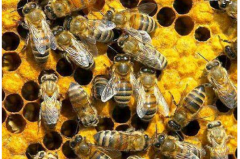 �з�����Խ������Щ����?ʲôʱ������Խ���ã���������Խ��?