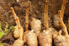 <b>�����ʺ���ɽ����ֲ�����񣬵���ֲ����Ҫ��ߡ��ɱ���</b>