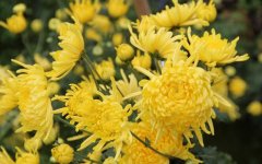 <b>��˿�ʾ�3������10�²�ժ�����ڶ̼�Ч�죡</b>