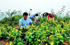 <b>��ֲ��˿�ʾ��̾��¸�·��һĶ��ֵ����4��Ԫ��</b>