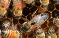 <b>�з���ֳ����������������?</b>