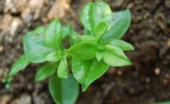 <b>�߲˴�����ֲ��������������ֲҩ��Ч��ߣ�</b>