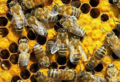 �з���ֳ�����ô�Ů��Ⱥ����?