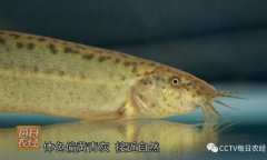 [ÿ��ũ��]���۸�������ֳ��Ƶ