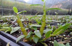 <b>ʯ���ʺ�ʲô�ط���ֲ�����ѡ��Ʒ�֣�</b>