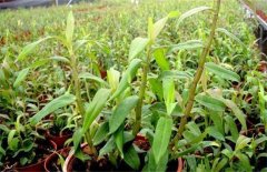 <b>ʯ��Ǥ�己ֳ�ķ���</b>