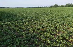 <b>����������ֲ�����Ƶ���ֲ��������</b>