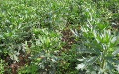 <b>�ߺ�ɽ����ֲʲôҩ�ĺã������ָ���һĶ�������2300Ԫ��</b>