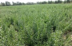 <b>�����ֲ��������Ī����</b>