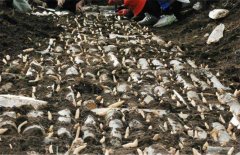 <b>����ʲôʱ����ֲ������ʱ��Ҫע��ʲô��</b>