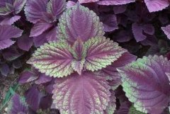 <b>��������ҩ��ҩʳ���ã���ֲЧ��ɹۣ�</b>