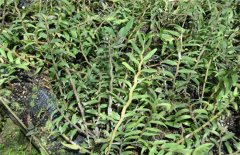 <b>ʯ���۸����Ǯһ�ʯ������������Щ��</b>