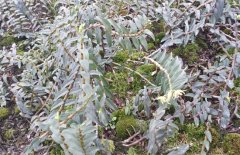 <b>ʯ��������ʯ����ֲ��Ҫʲô������</b>