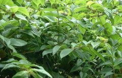 <b>������ֲ��ũ����ƶ���¸�����ҩ��</b>