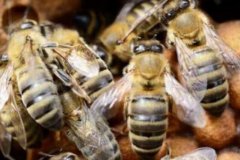 ���䣺��Ƣ���������Ƣ�ĵ��ڷ���