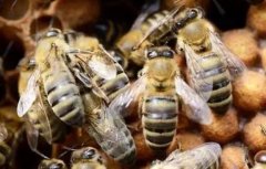 �з䲡����ǲ�������������������Ч���ã�