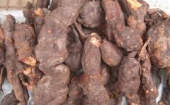 <b>��������ֲ�����ջ�һĶ�������Ԫ</b>