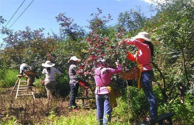 花椒種植畝產(chǎn)效益是多少，市場(chǎng)前景怎么樣？