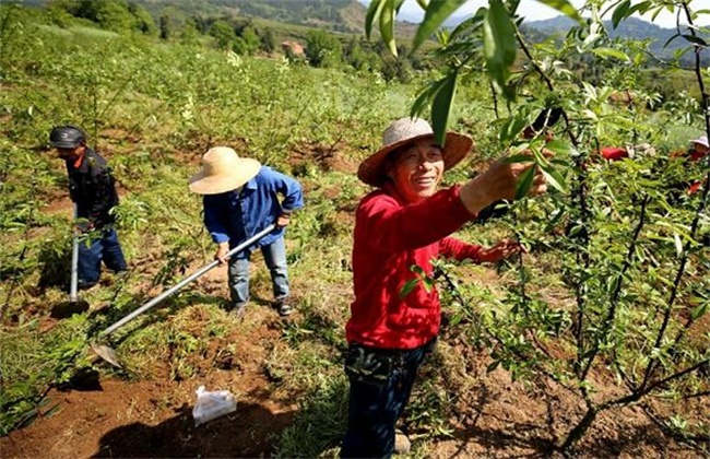 花椒種植畝產(chǎn)效益是多少，市場(chǎng)前景怎么樣？