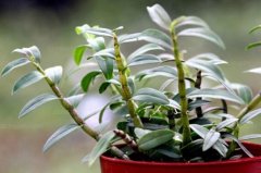 <b>ʯ���辰������ƶ�¸�������</b>