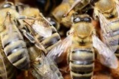 ������ǰ���Ƿ�ֳ������Ч��������