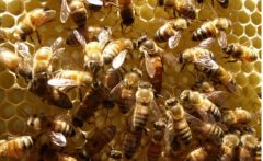 ����ʲô����Ⱥ��ǿȺ�������ǰ����ǿȺ��ʲôʱ����ã�