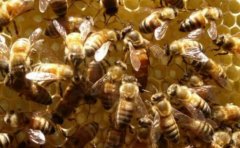 �з���ֳ��ô������ι����ι���Ƕ��٣�����ι��