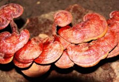 <b>��֥��������������</b>