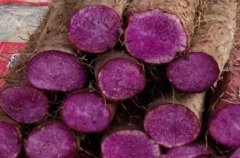 <b>��ɽҩ��ֲ�ɱ����������</b>