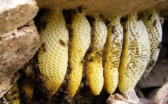 ���������Բ�׽Ұ���䣿Ҫע����Щ���