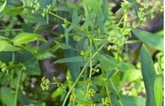 ����溦�Ʒ���ķ��η���