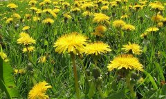 <b>�ѹ�Ӣȫ���Ǳ���ÿĶ��ÿ��ɲ�700-800���</b>