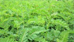 ���λƳ���������η��Σ���ʲôҩ��