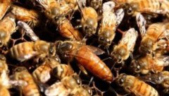 �з���ֳ���¶�����ЩҪ��?��������?