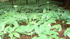 ���������ֲ��ܸ߲���