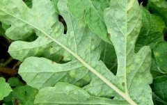 ����˪ù���������Σ���ʲôҩЧ���ã�