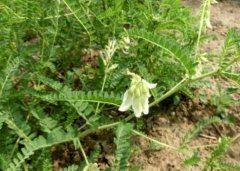 �����ѷ��м��֣���η��Σ�