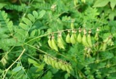 �ɹŻ�����Ĥ�Ի�����ʲô��ͬ?