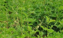 ����������ķ��η���