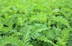 ɽ��������3ʡ�ʺ���ֲʲôƷ�ֵĻ��Σ�