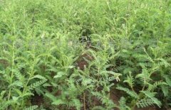 ����ܾݼ��Ҫ���ļ��֣��������κã�