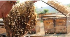 ���������з䳣����Щ����?����ѡ����ʵ�����?